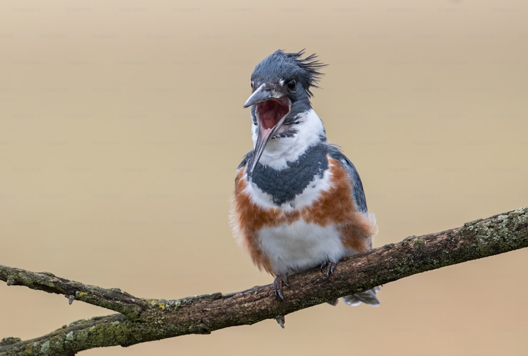 A belted Kingfisher in Pennsylvania