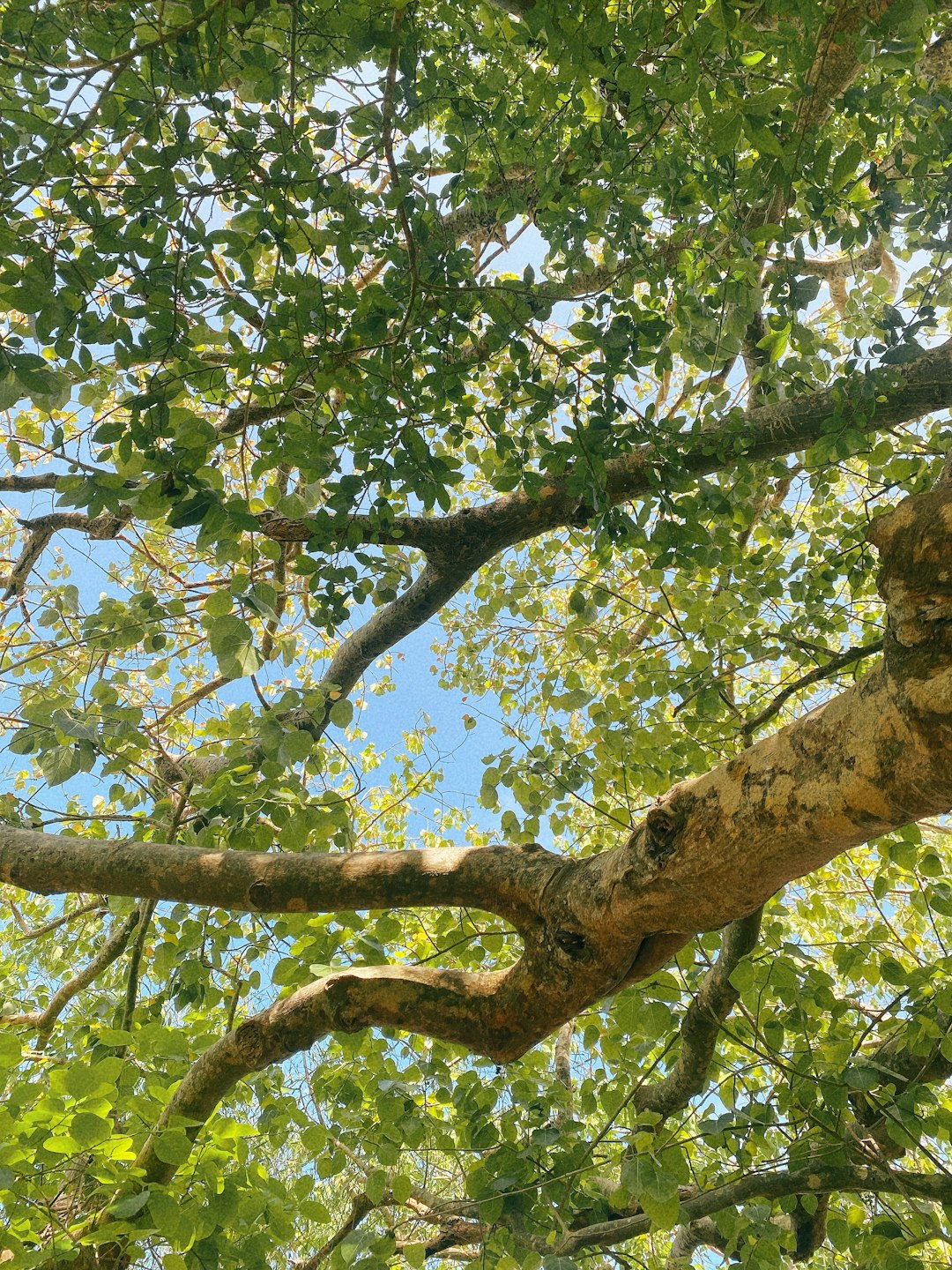 a bird perched on top of a tree branch