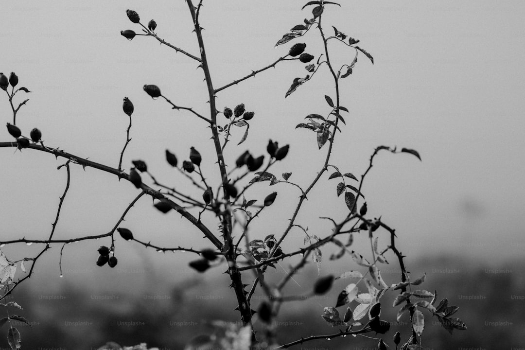 A black and white photo of a tree with leaves