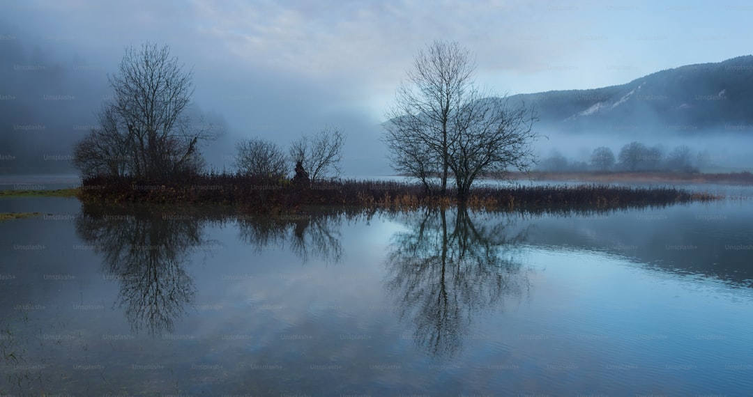 a body of water surrounded by trees and fog