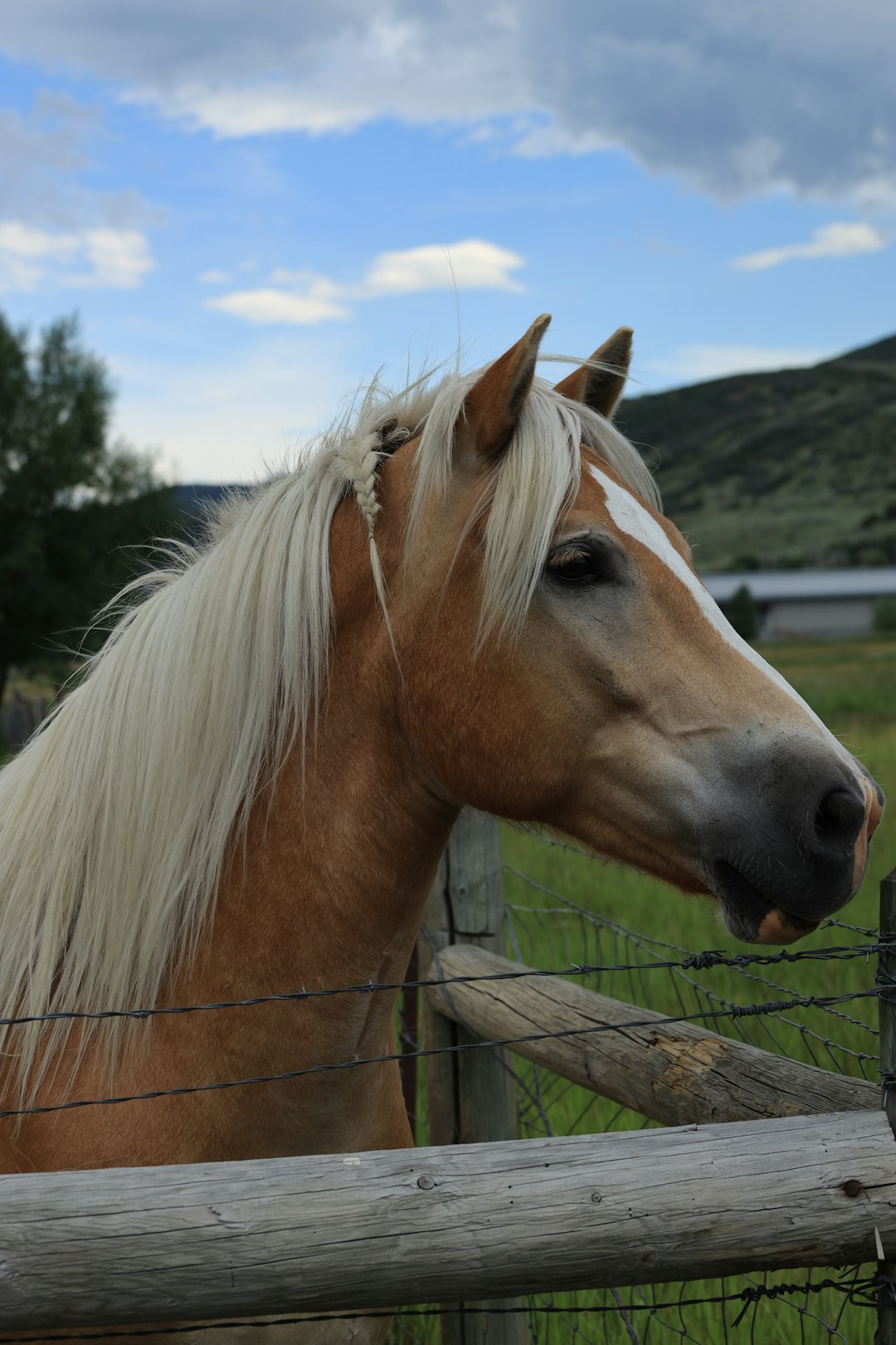 a brown horse standing next to a wooden fence