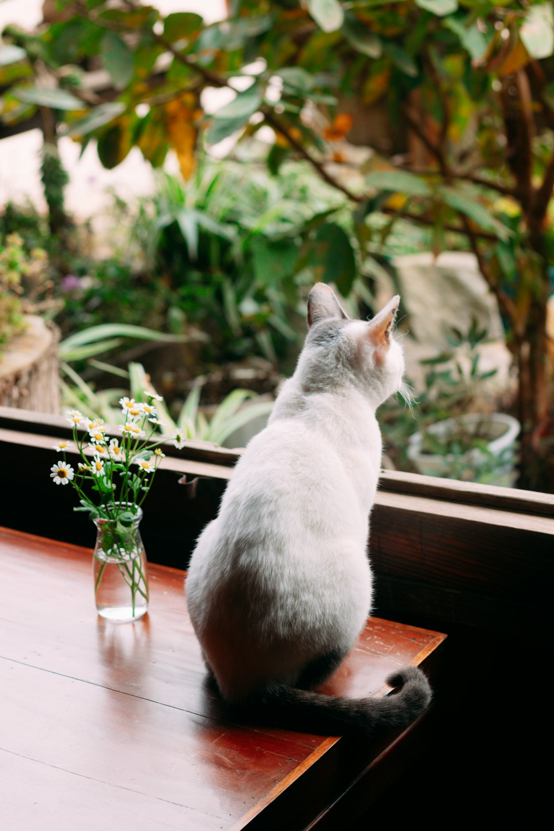 a cat sitting on a window sill next to a vase of flowers