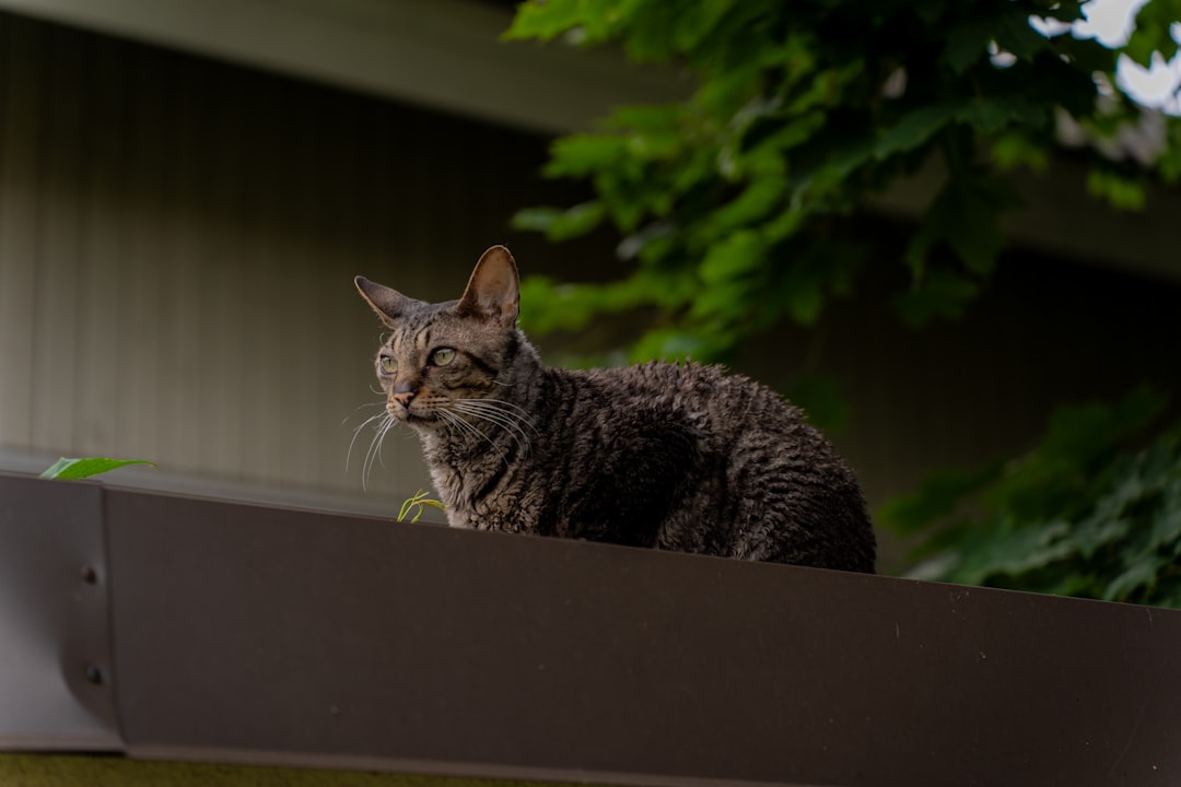 a cat sitting on top of a window sill