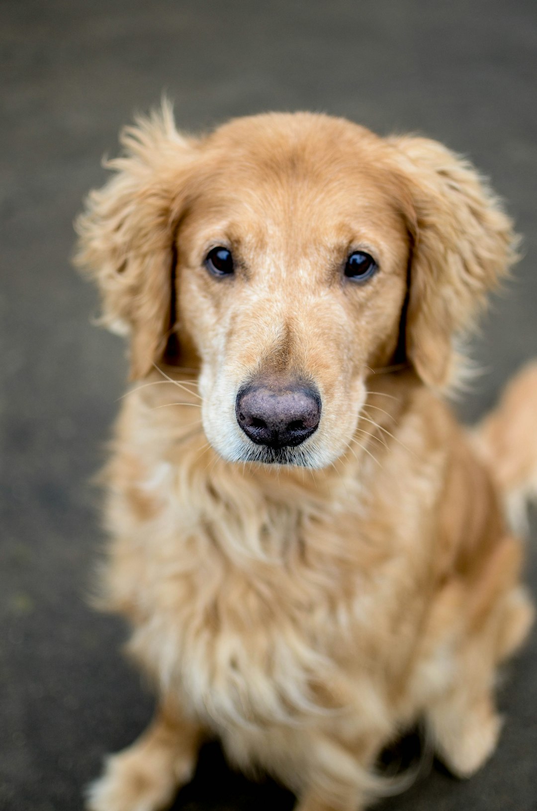 a close up of a dog with a sad look on its face