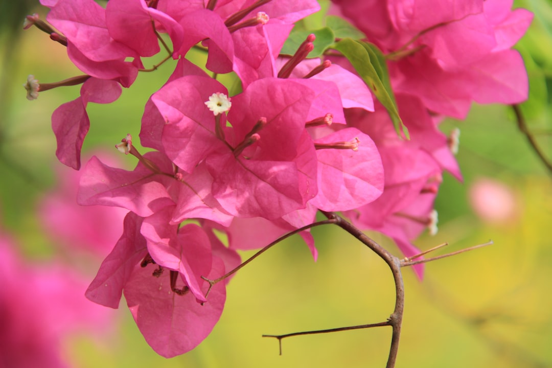 a close up of a pink flower on a branch