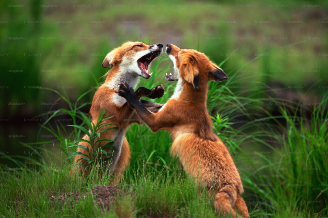 Nằm mơ thấy bạn bè đánh nhau: Cảnh báo về những xung đột và tranh cãi trong các mối quan hệ, tìm hiểu nguyên nhân và cách giải quyết để tránh gây tổn thương