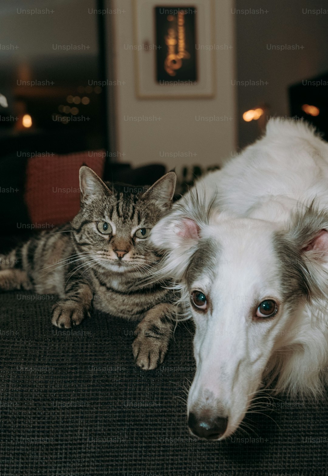 A dog and a cat laying on a couch