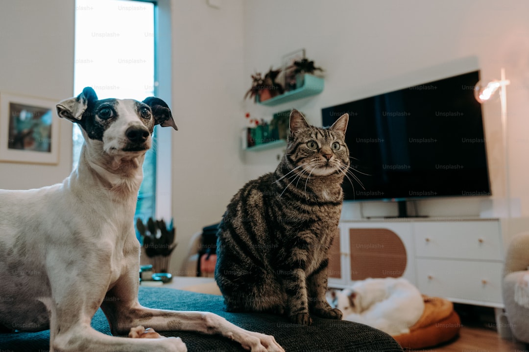 A dog and a cat sitting on a couch