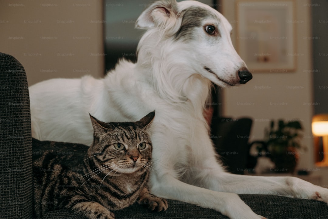 A dog and a cat sitting on a couch