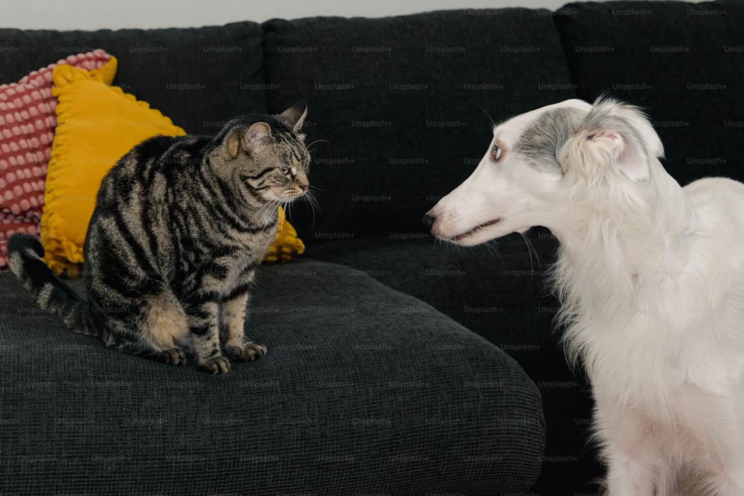 A dog and a cat sitting on a couch