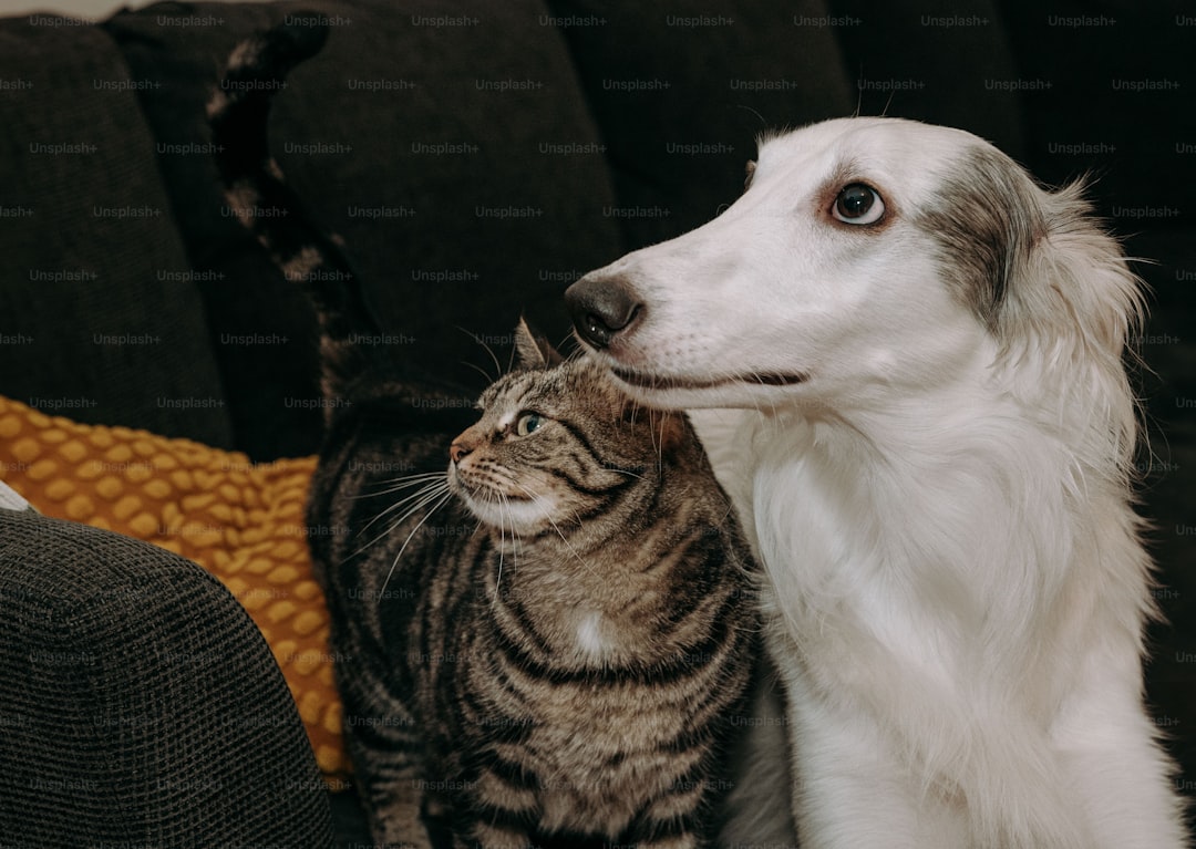 A dog and a cat sitting on a couch