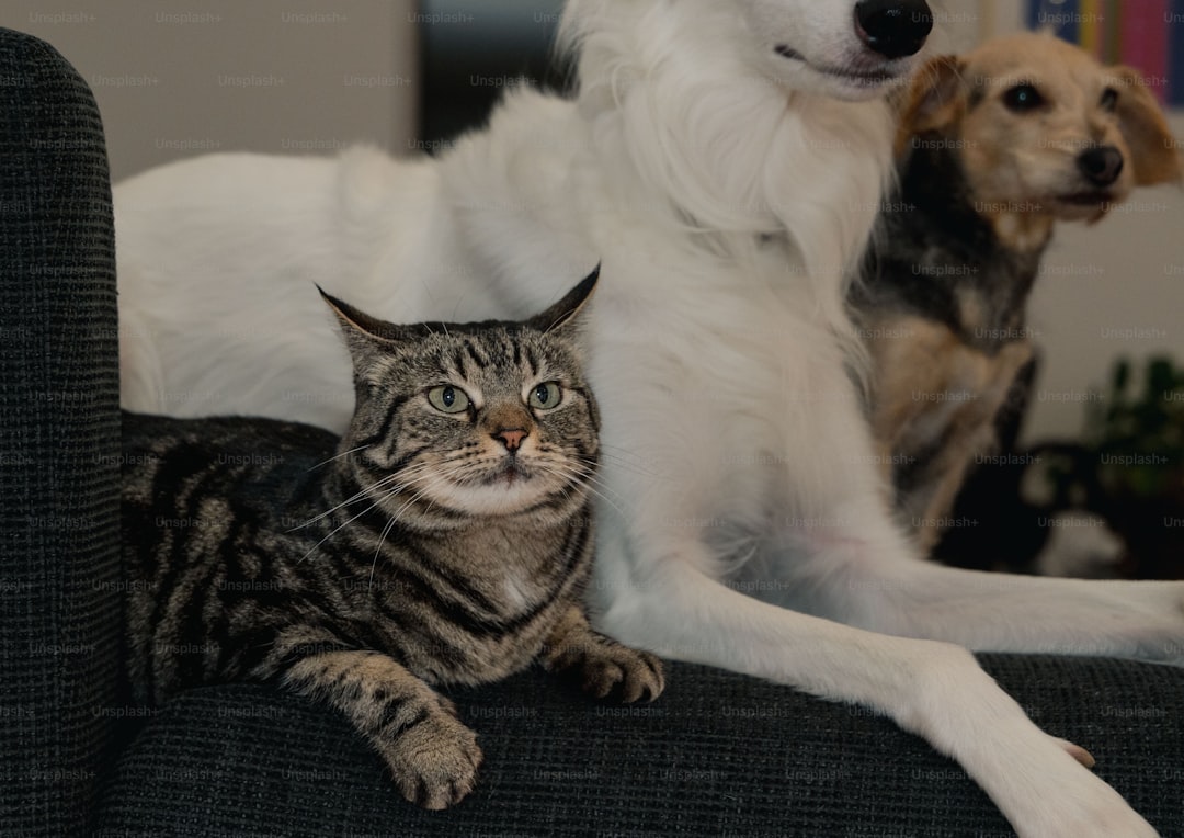 A dog and a cat sitting on a couch