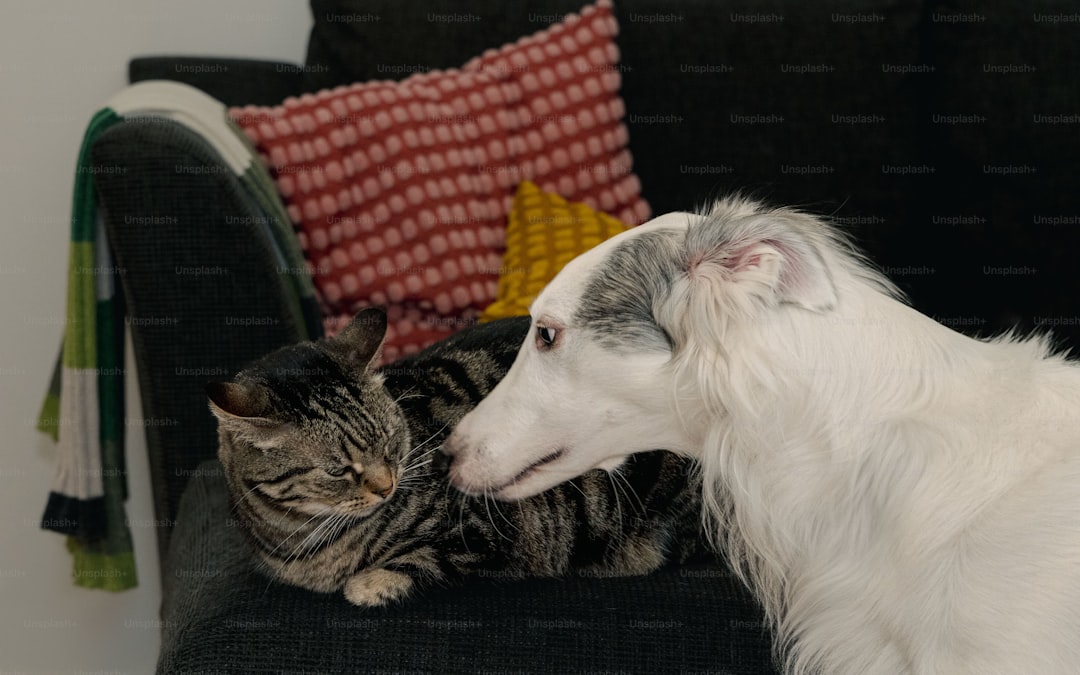 A dog and a cat sitting on a couch