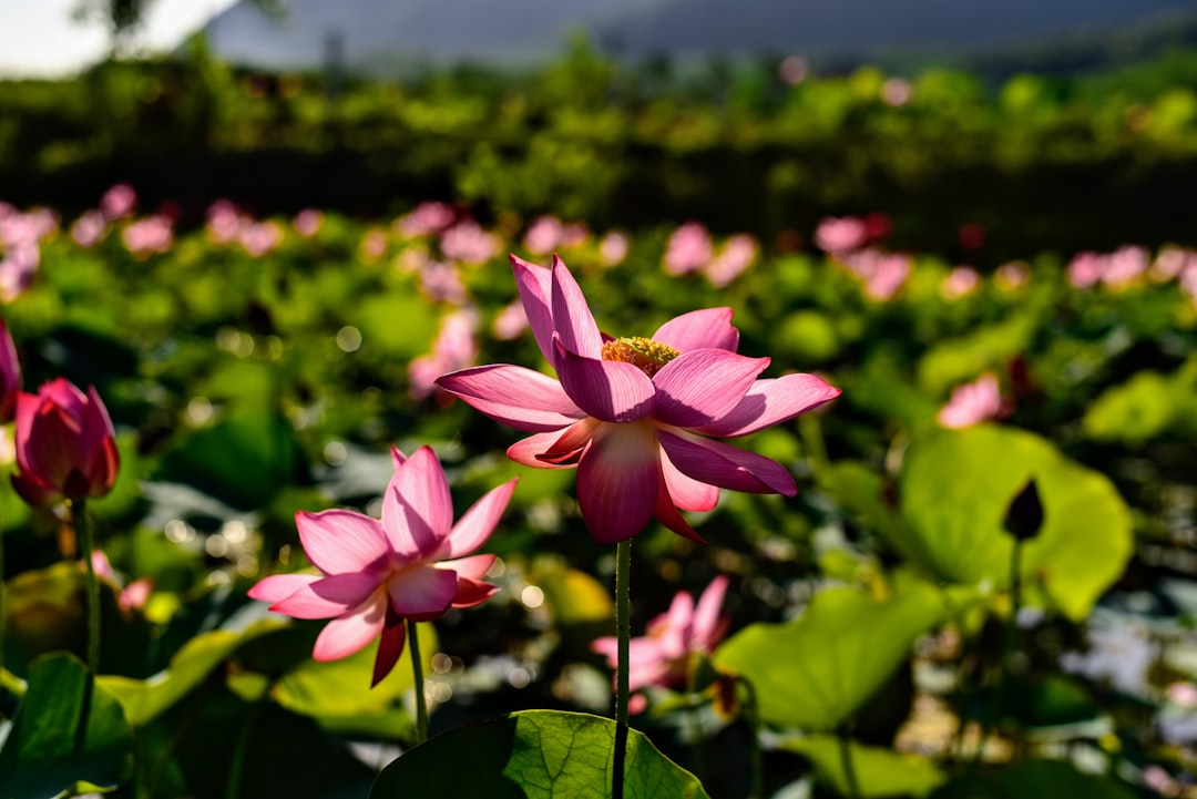 A field full of pink flowers and green leaves