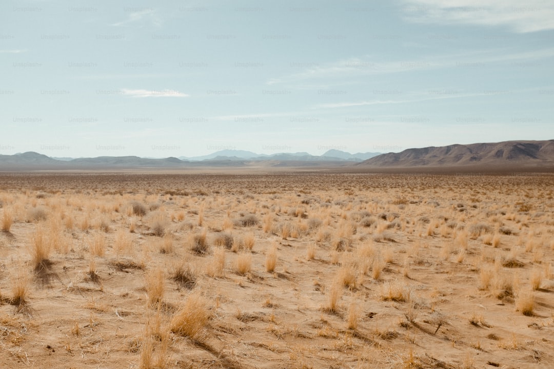 a field of dry grass with mountains in the background