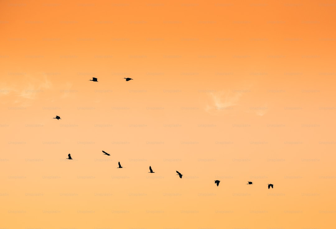 A flock of birds flying across a sunset sky