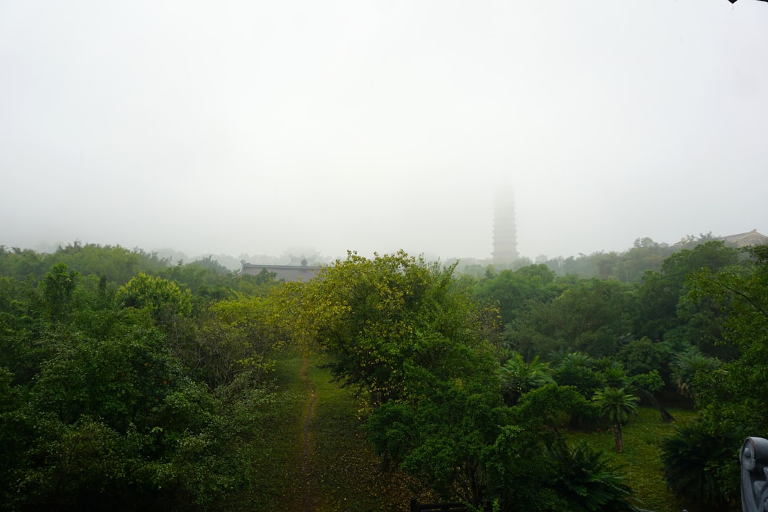 A foggy view of a park with a clock tower in the distance