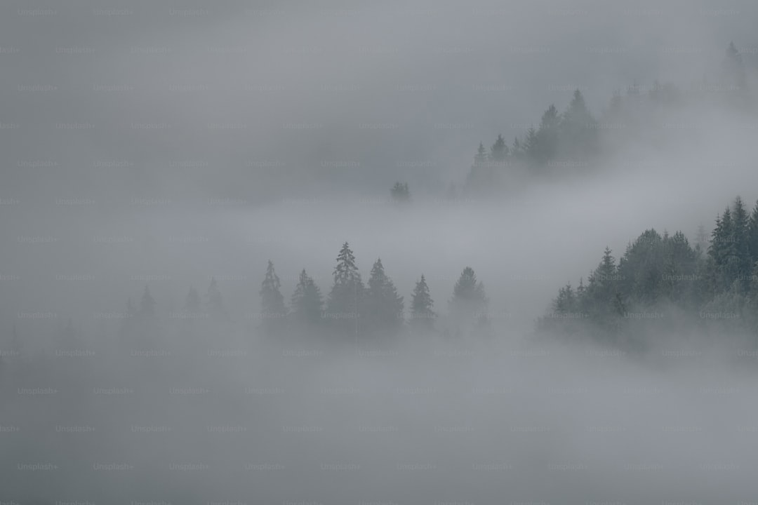 a forest covered in fog and low lying clouds