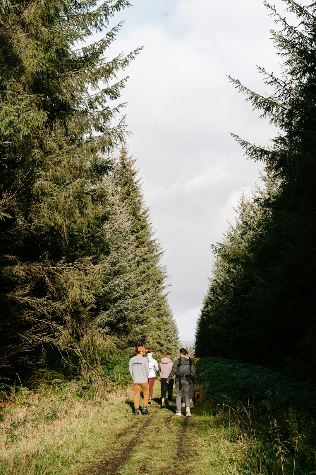 a group of people walking on a trail through a forest