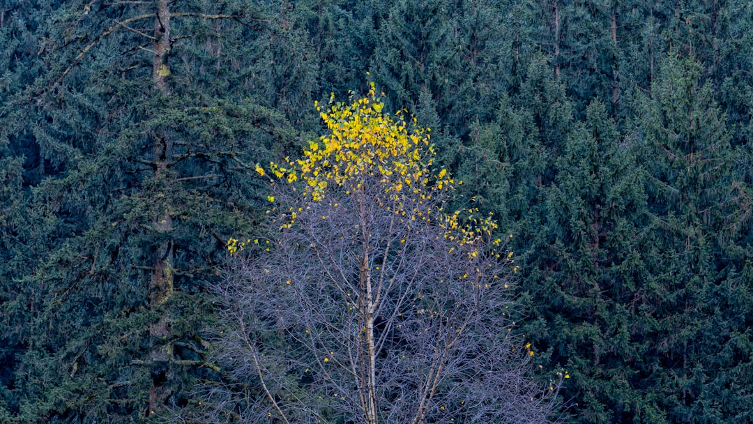 A group of trees in the middle of a forest