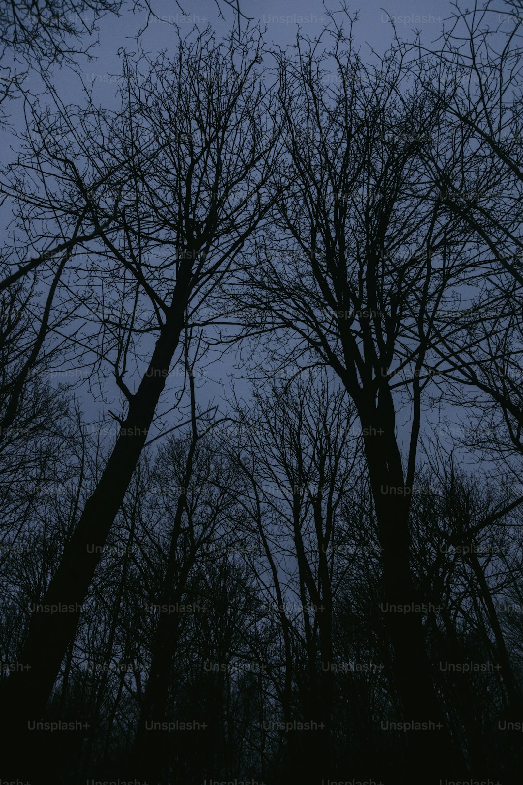 A group of trees that are standing in the dark