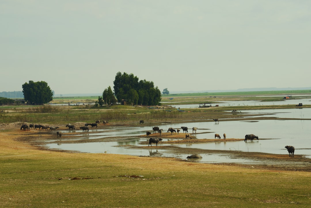 A herd of cattle standing on top of a lush green field