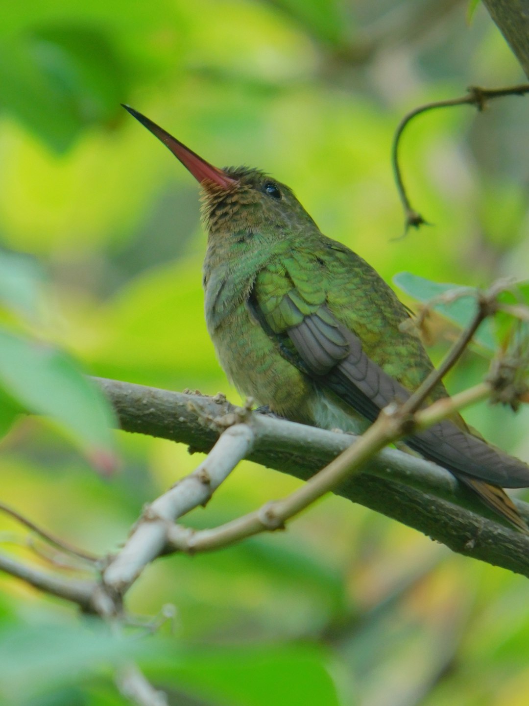 A hummingbird sitting on a branch with its beak open