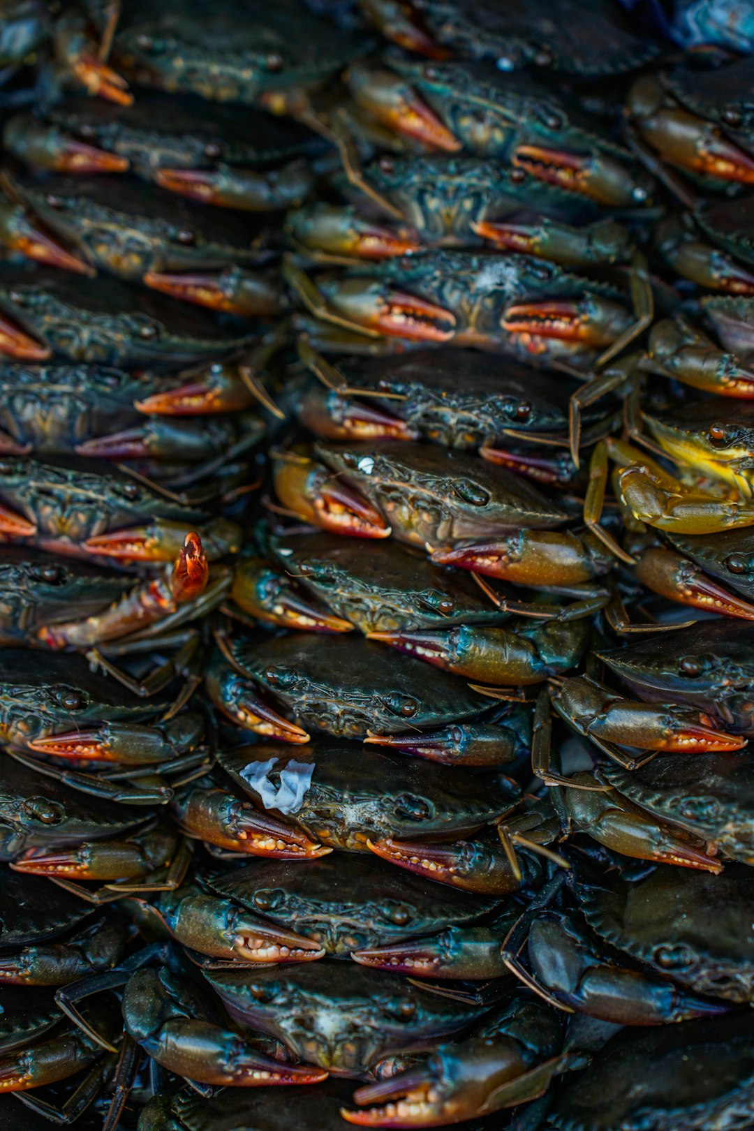 a large amount of crabs are stacked together