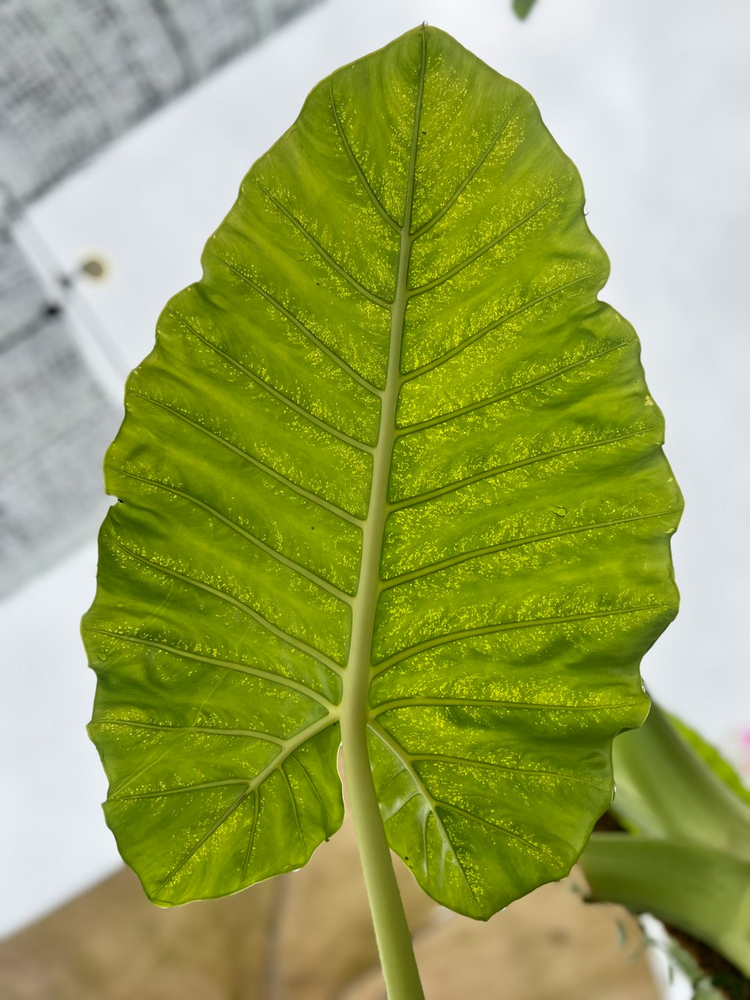 a large green leaf on top of a plant