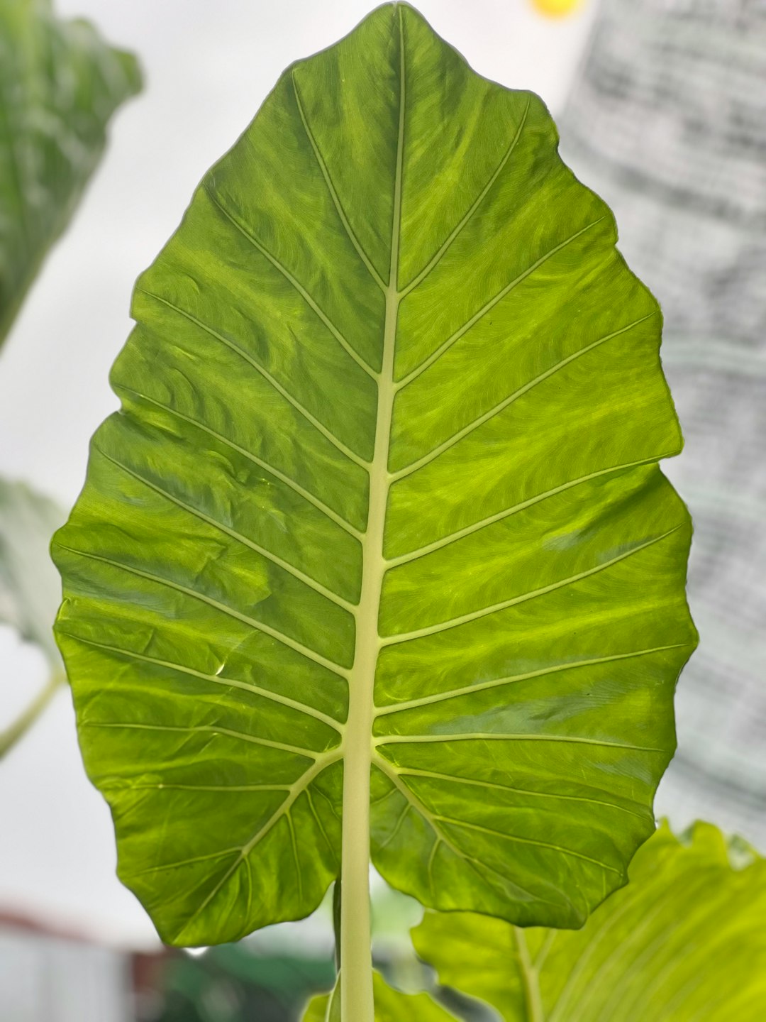 a large green leaf on top of a plant