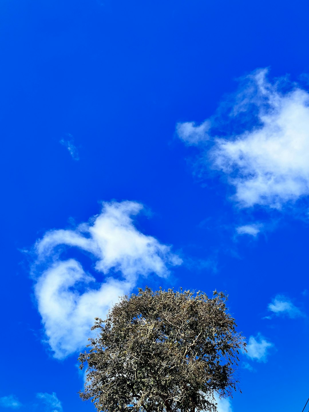 a lone tree in the middle of a blue sky