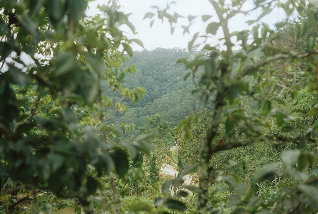 a lush green forest filled with lots of trees