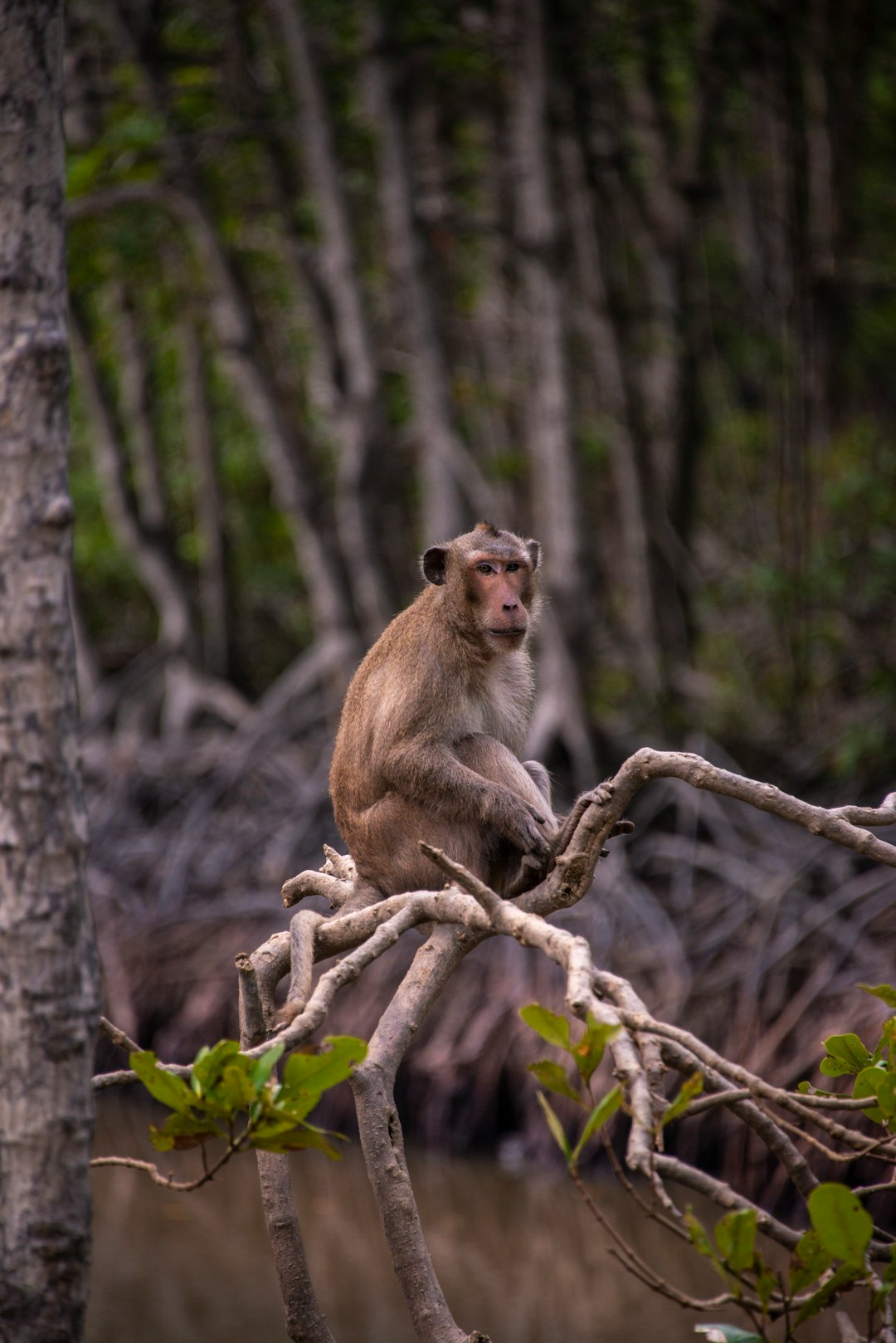 a monkey is sitting on a tree branch