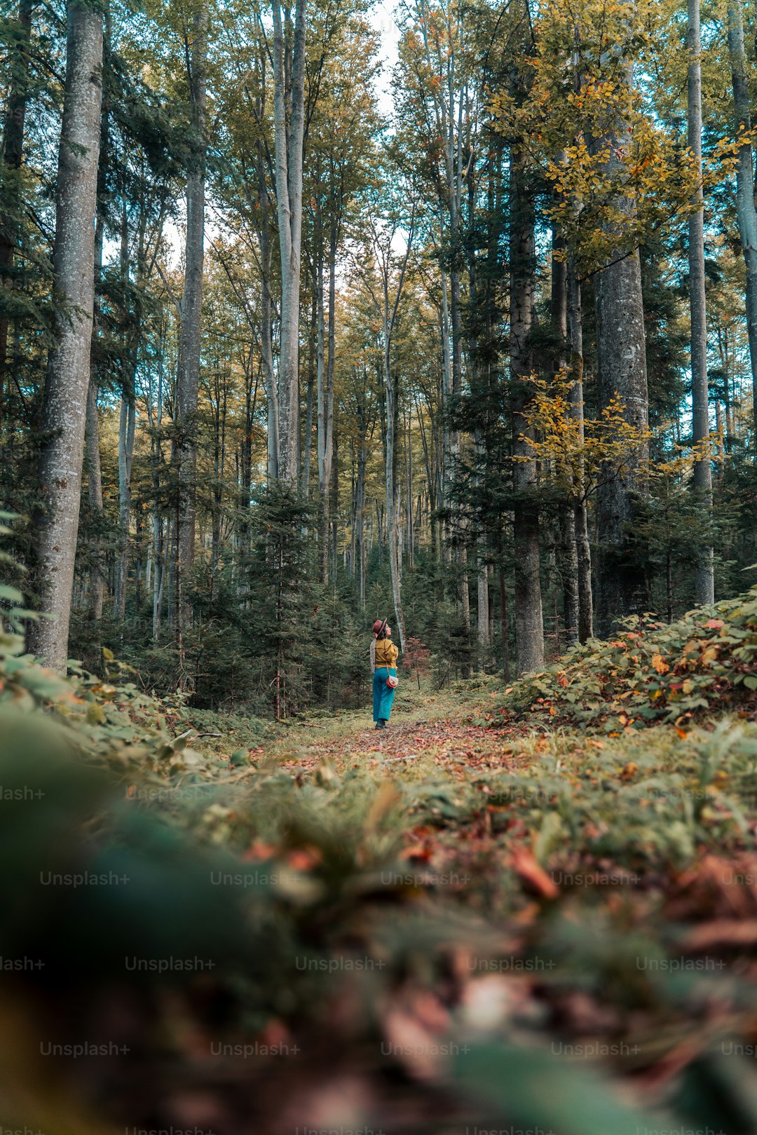 a person walking through a forest with lots of trees