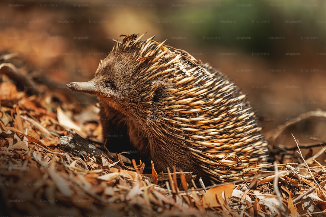 a porcupine is walking through the grass