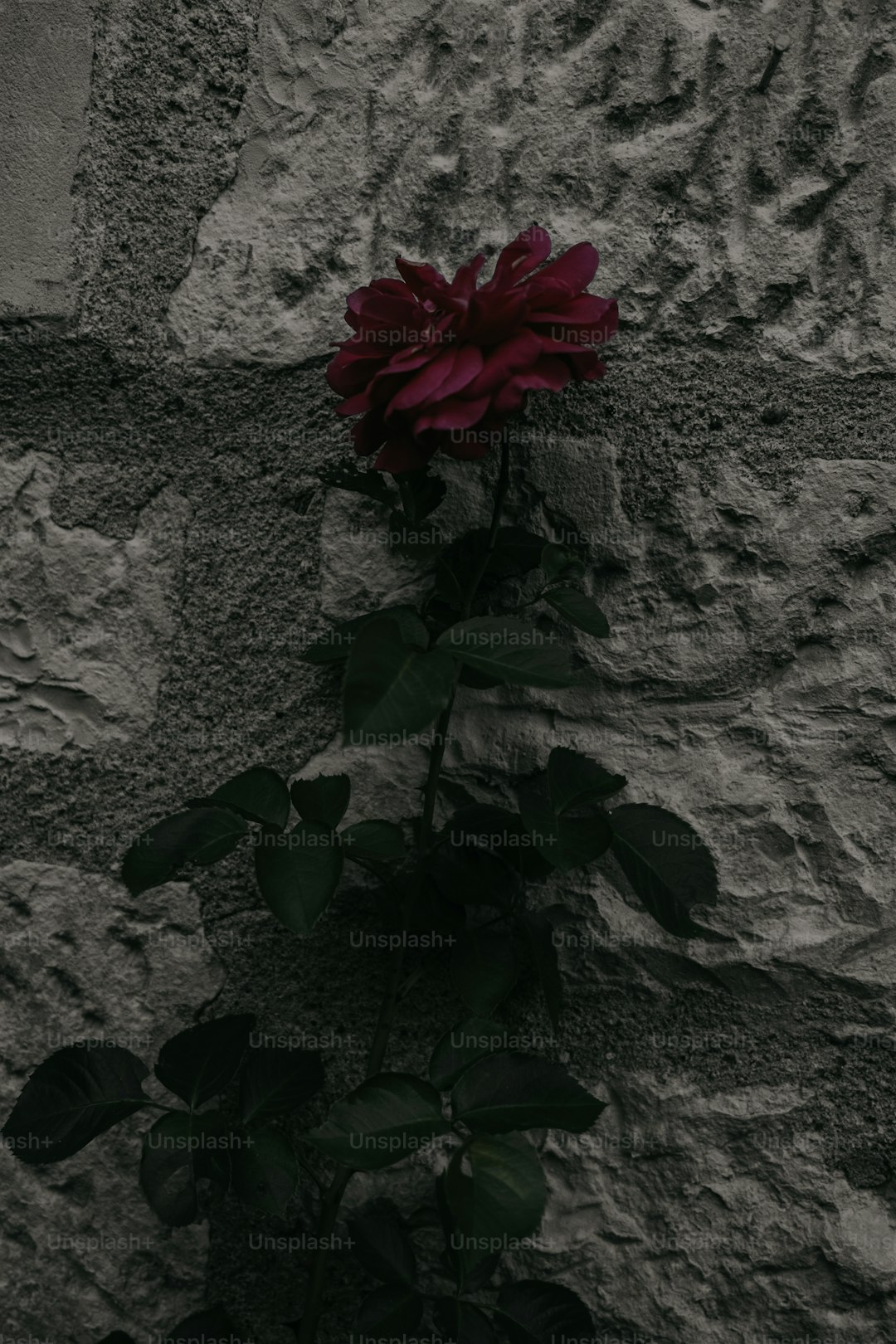 A red rose is growing out of a crack in a stone wall