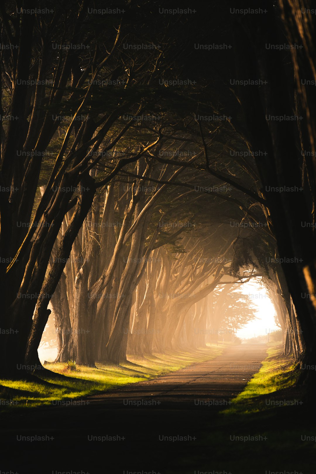 a road that has a bunch of trees on it