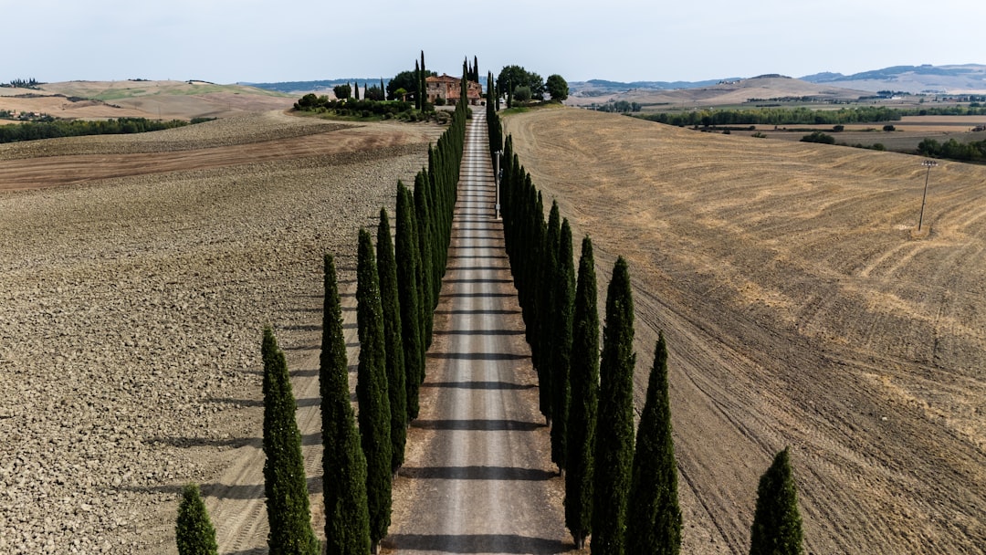 A row of trees on the side of a dirt road