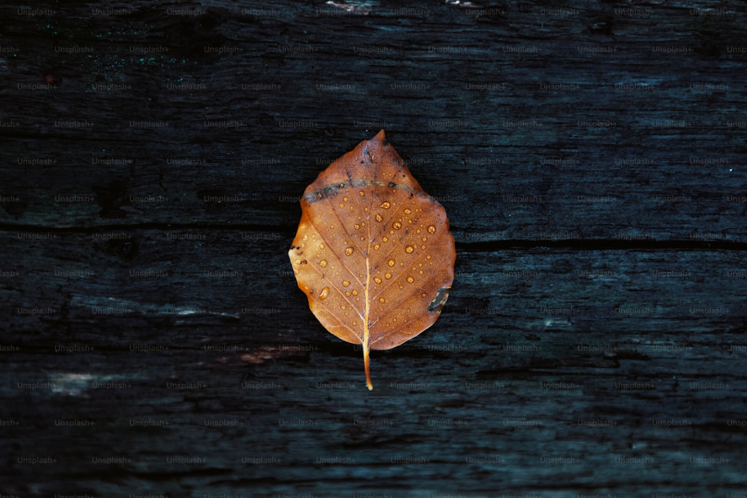 A single leaf laying on a wooden surface