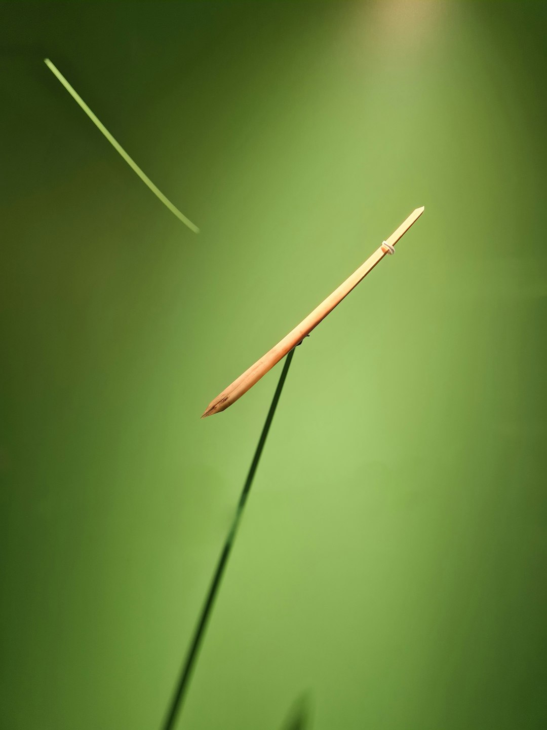 a single long stem of a plant on a green background