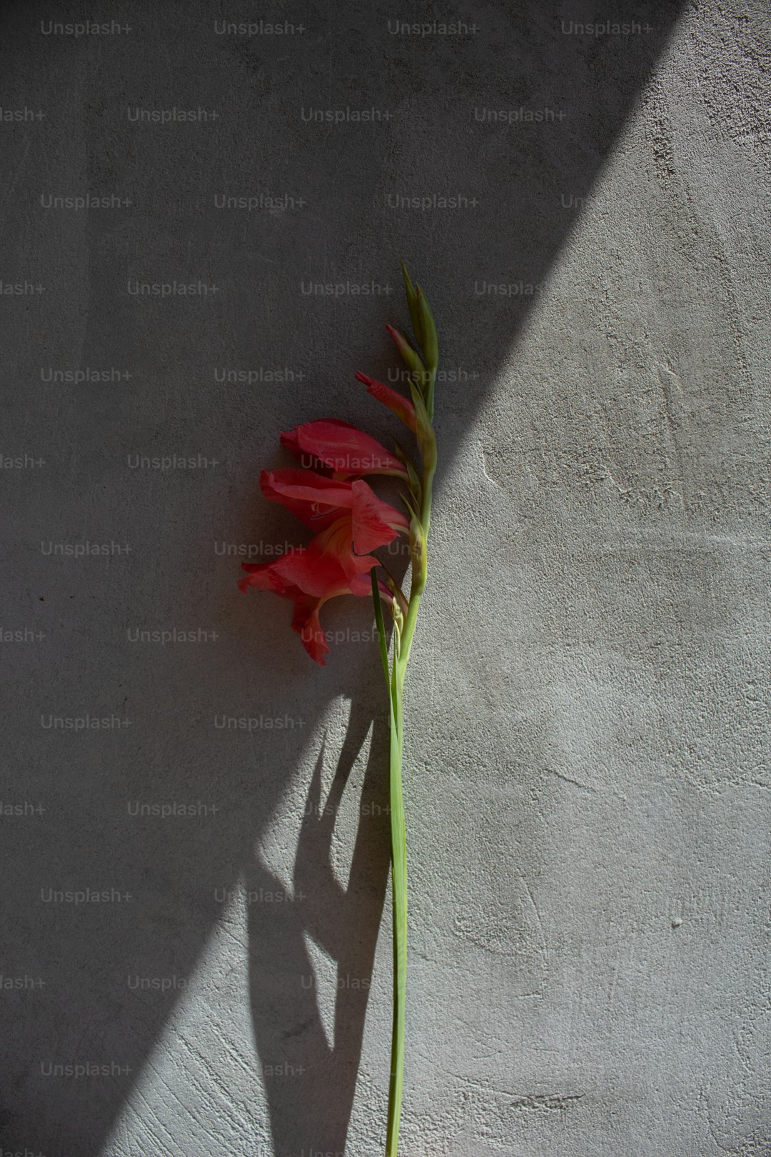 a single red flower sitting on top of a cement wall