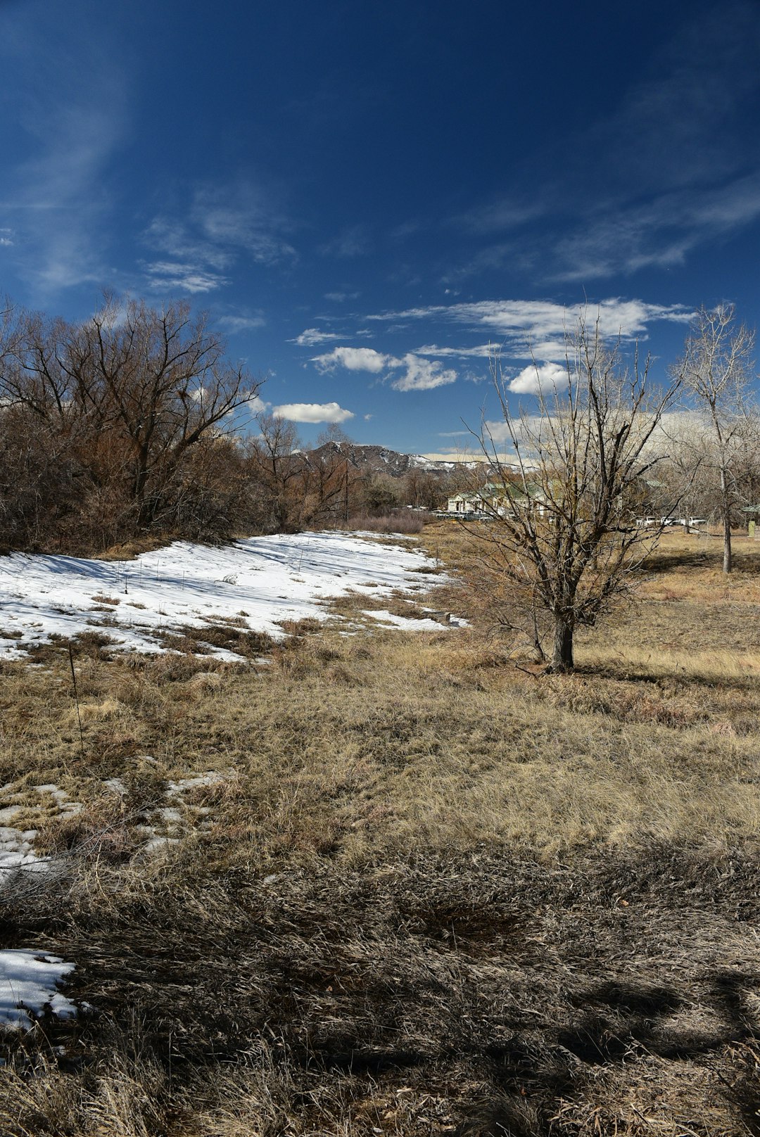 a snow covered field with a small tree in the foreground