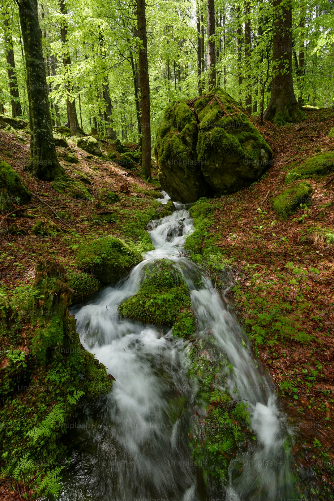 a stream running through a lush green forest