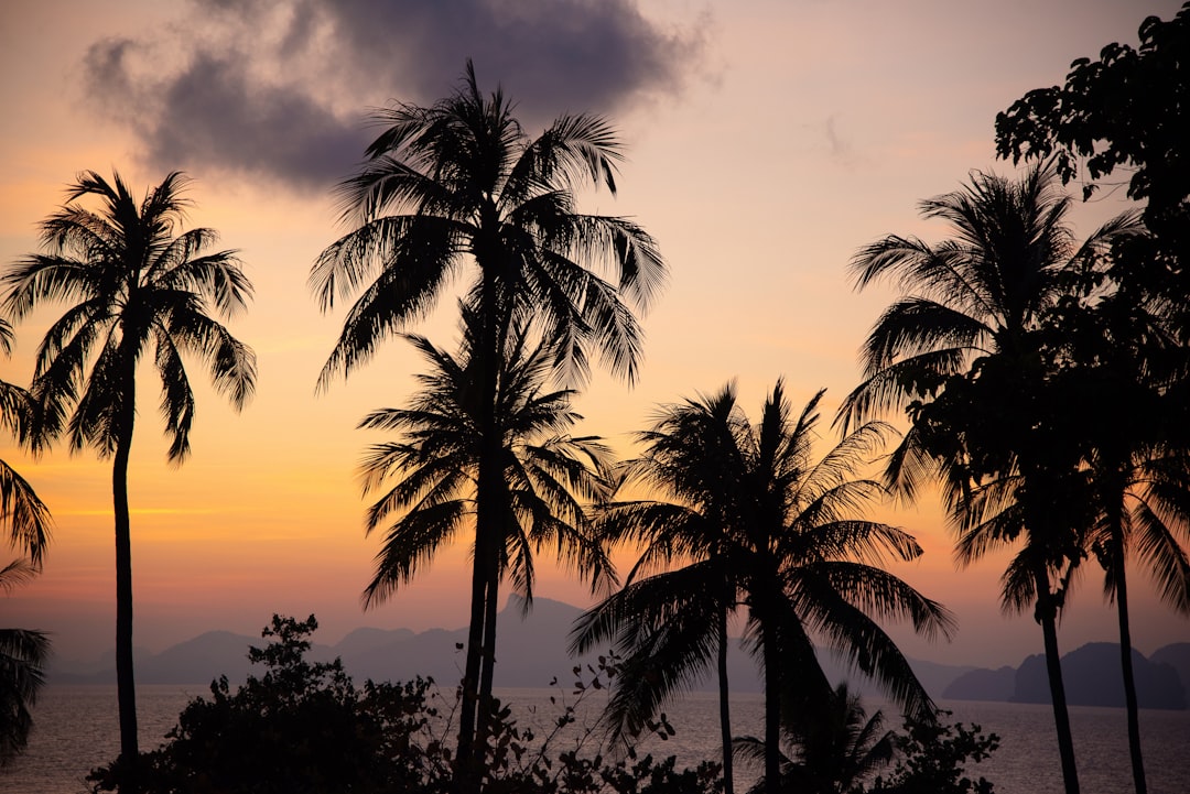 a sunset with palm trees and mountains in the background