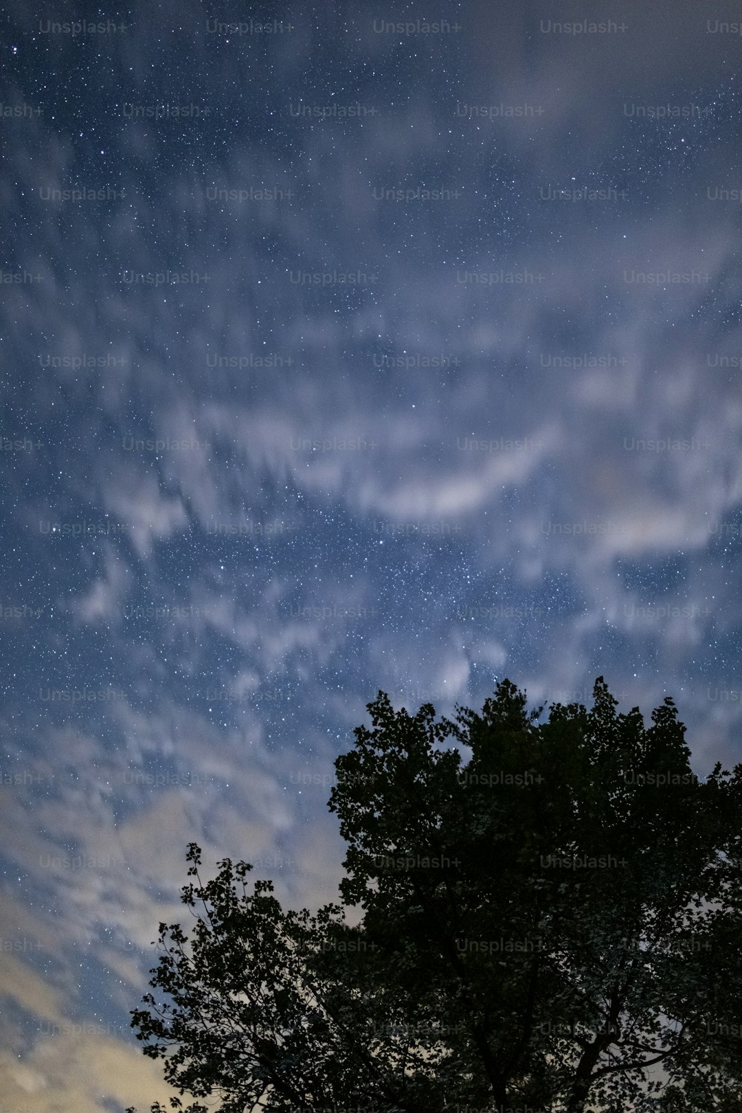 A tree is silhouetted against the night sky