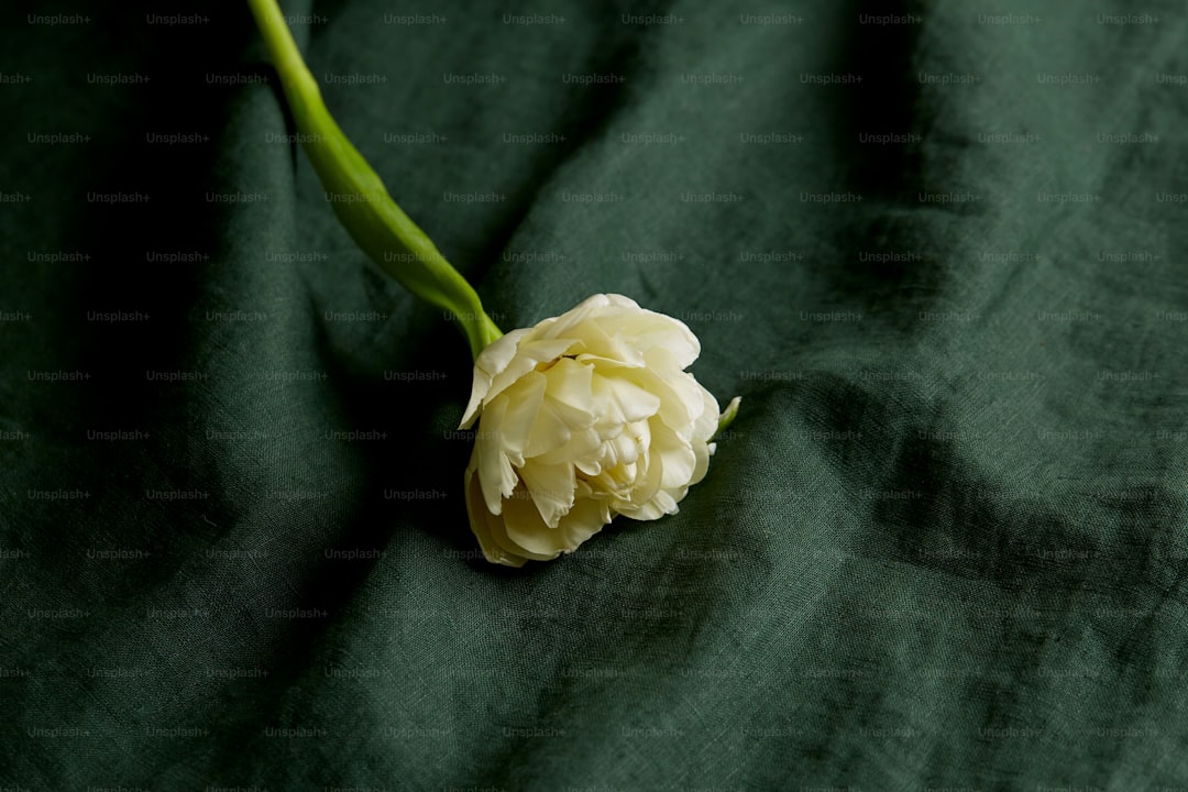 a white flower on a black fabric