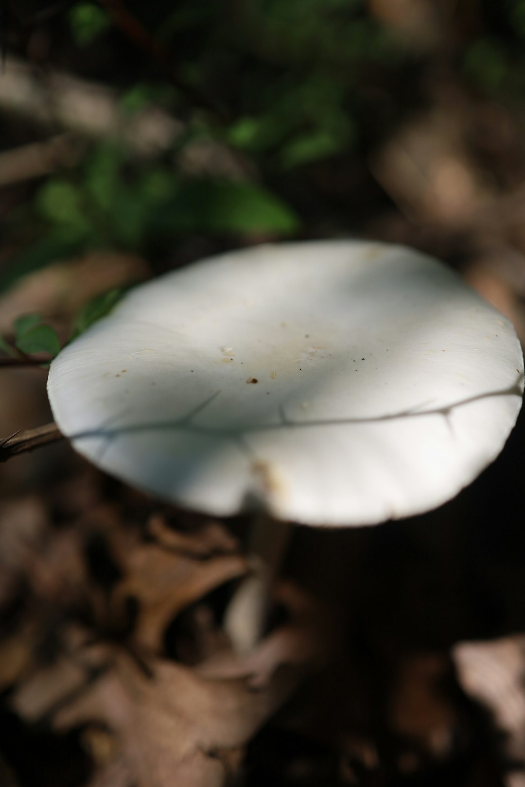 A white flower that is sitting on the ground