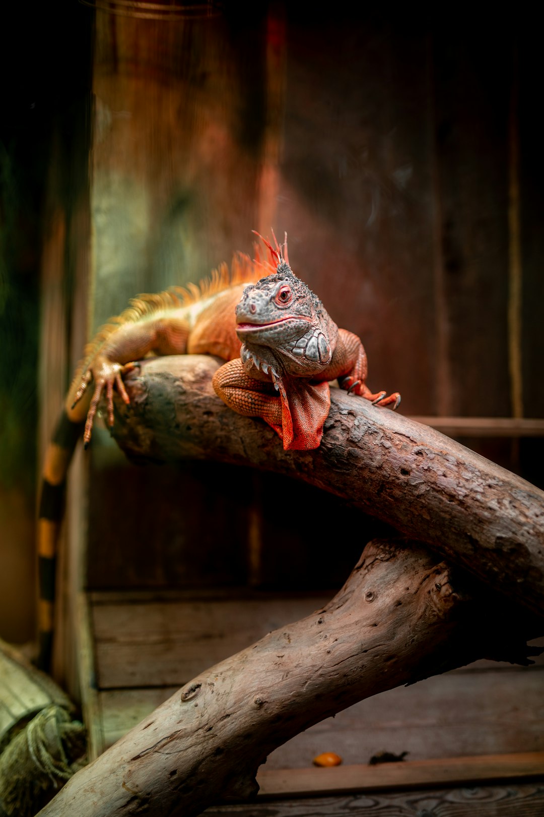 brown and gray lizard on brown tree branch