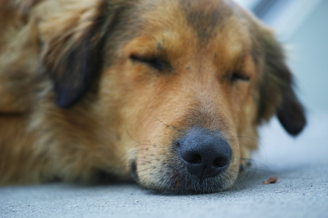 brown short coated dog lying on white snow during daytime