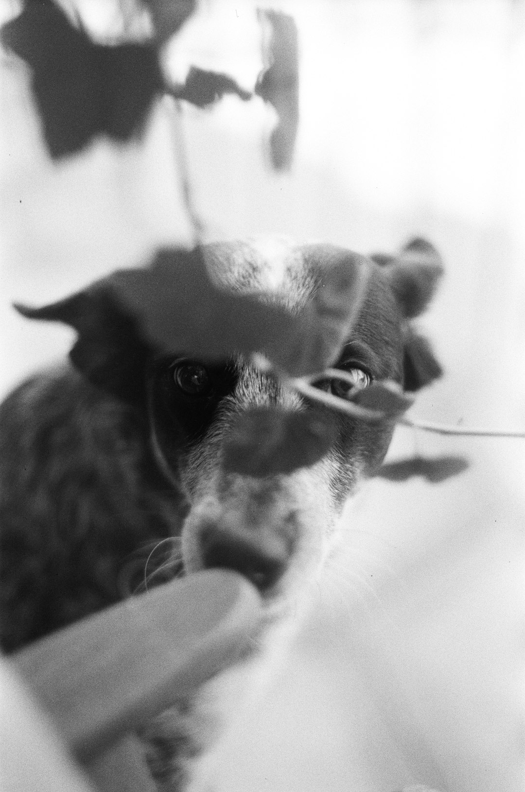 grayscale photo of short coated dog wearing sunglasses